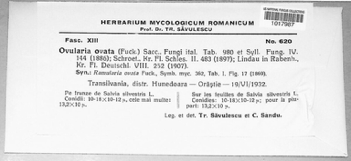 Ramularia ovata image